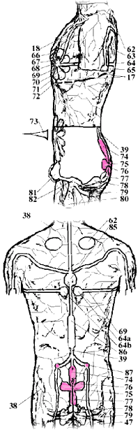 sacral nervous plexus