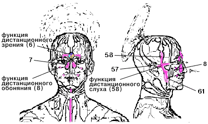 A temporal nervous plexus